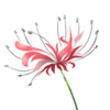 Euryale flower