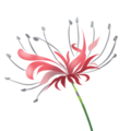 Euryale flower