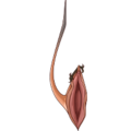 Pushy Lure